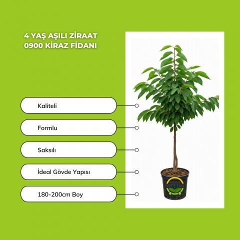 4 Yaş Aşılı Ziraat 0900 Kiraz Fidanı