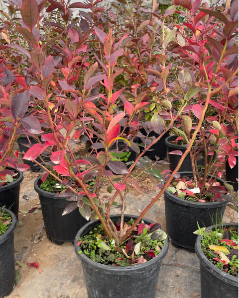 4 Yaş Bluecrop Çeşiti Yaban Mersini Fidanı