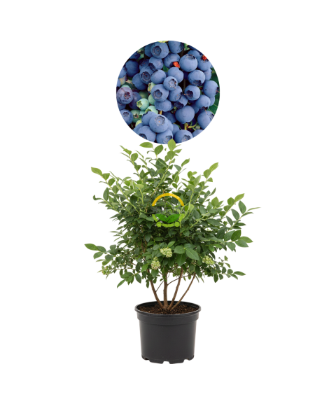 4 Yaş Bluecrop Çeşiti Yaban Mersini Fidanı