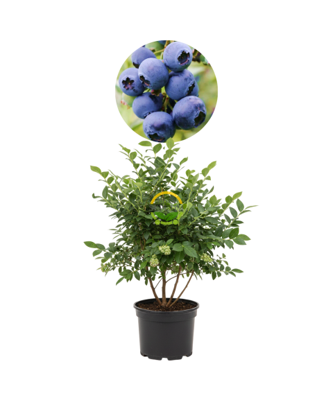 4 Yaş Chandler Çeşiti Yaban Mersini Fidanı