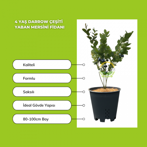 4 Yaş Darrow Çeşiti Yaban Mersini Fidanı
