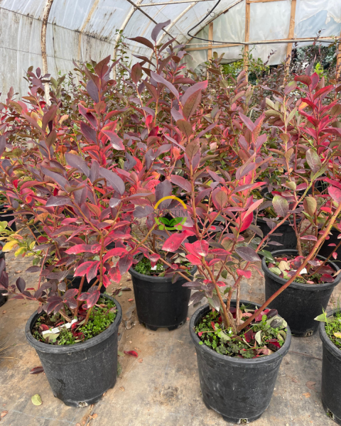 4 Yaş Darrow Çeşiti Yaban Mersini Fidanı