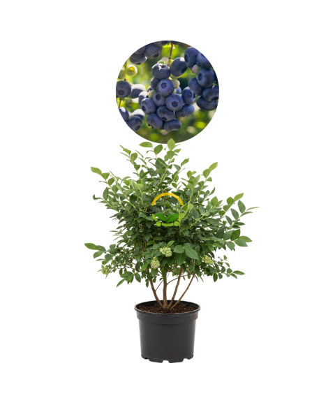 4 Yaş Darrow Çeşiti Yaban Mersini Fidanı