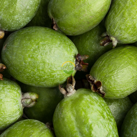 4 Yaş Feijoa Fidanı (Kaymak Ağacı-Acca sellowiana)