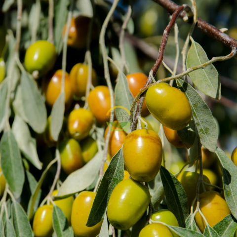 4 Yaş İğde Fidanı