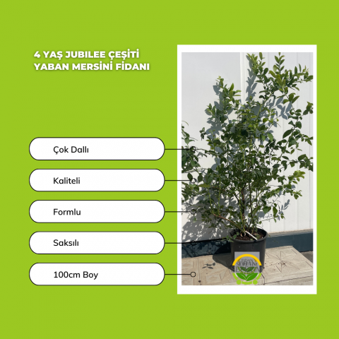 4 Yaş Jubilee Çeşiti Yaban Mersini Fidanı 4 Yaş Jubilee Çeşiti Yaban Mersini Fidanı