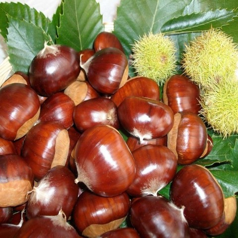 4 Yaş Kemer Kestane Fidanı