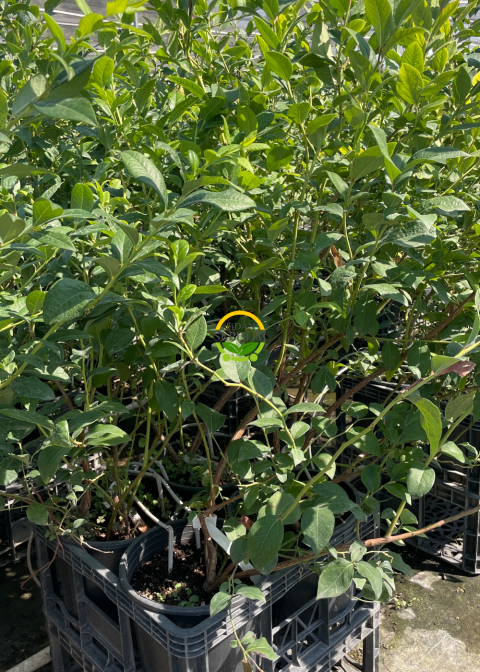 4 Yaş Legacy Çeşiti Yaban Mersini Fidanı 4 Yaş Legacy Çeşiti Yaban Mersini Fidanı