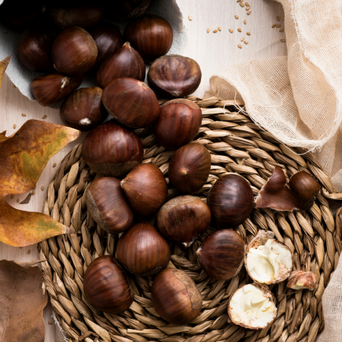 4 Yaş Maraval Kestane Fidanı