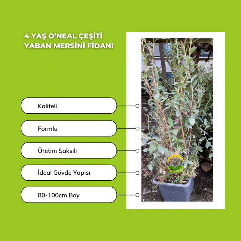 4 Yaş O’neal Çeşiti Yaban Mersini Fidanı *ÜZERİ ÇİÇEKLİ*