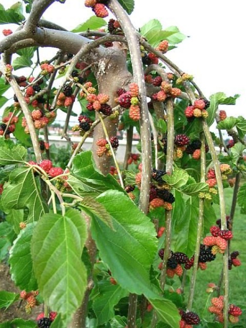 4 Yaş Paraşüt Ters Dut Fidanı