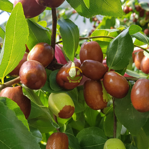 4 Yaş Ufak Meyveli Hünnap Fidanı