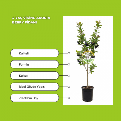 4 Yaş Viking Aronia Berry Fidanı