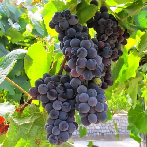 5 Adet 2 Yaş Kokulu Siyah İsabella Üzüm Fidanı Paketi