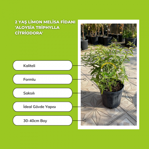 5 Adet 2 Yaş Limon Melisa Fidanı Paketi 'Aloysia triphylla Citriodora'