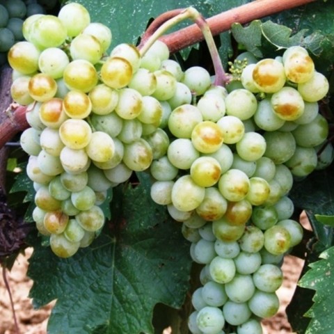 5 Adet 2 Yaş Narince (Tokat) Sarmalık Üzüm Asma Fidanı Paketi