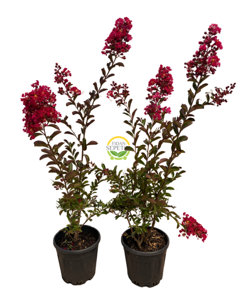 5 Adet Kırmızı Renk Oya Ağacı Fidanı Paketi 'Lagerstroemia indica'