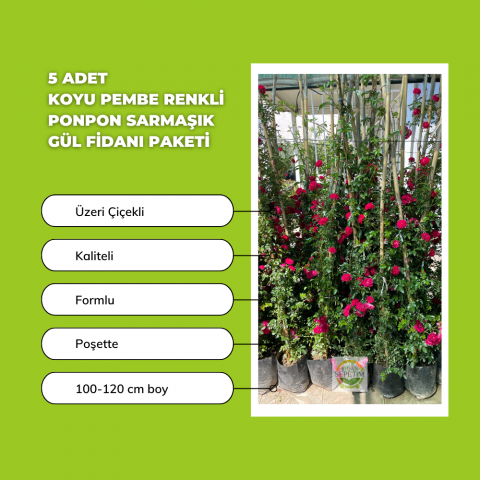 5 Adet Koyu Pembe Renkli Ponpon Sarmaşık Gül Fidanı Paketi