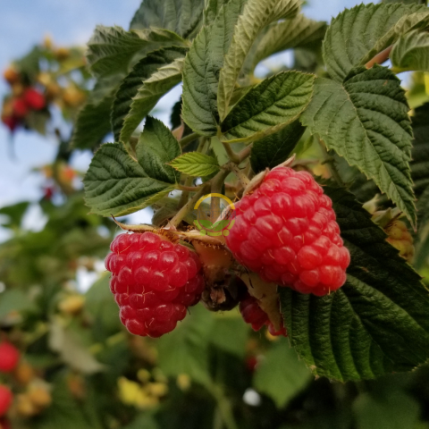 5 Adet Willamette Çeşiti Frambuaz (Ahududu) Fidanı Paketi