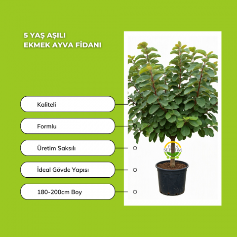 5 Yaş Aşılı Ekmek Ayva Fidanı