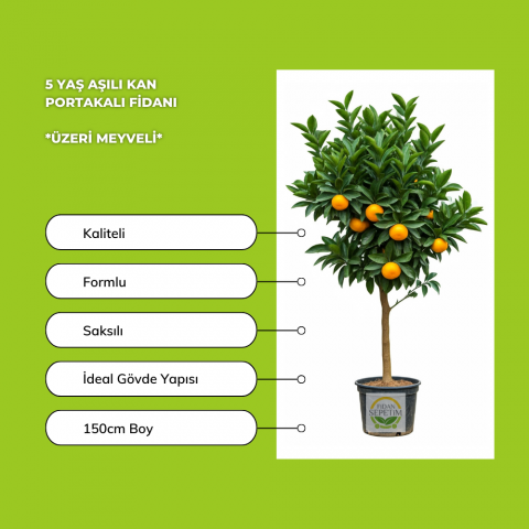 5 Yaş Aşılı Kan Portakalı Fidanı