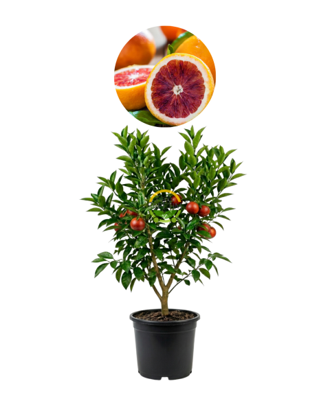 5 Yaş Aşılı Kan Portakalı Fidanı