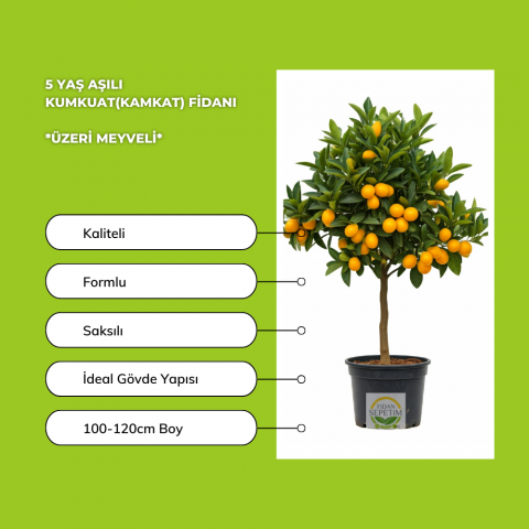 5 Yaş Aşılı Kumkuat(Kamkat) Fidanı