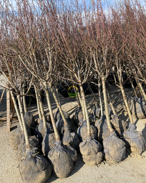 5 Yaş Aşılı Nonpareil Badem Fidanı 'Rootball'