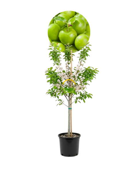 5 Yaş Aşılı Papaz Erik Fidanı