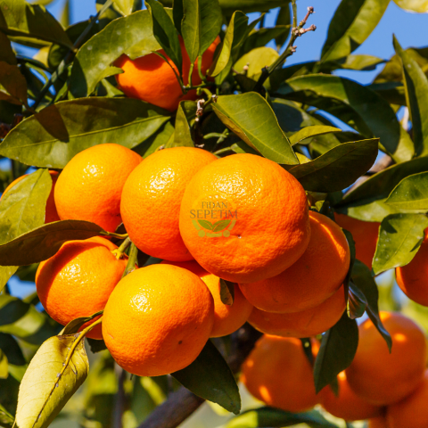 5 Yaş Aşılı Satsuma Mandalina Fidanı XL Boy