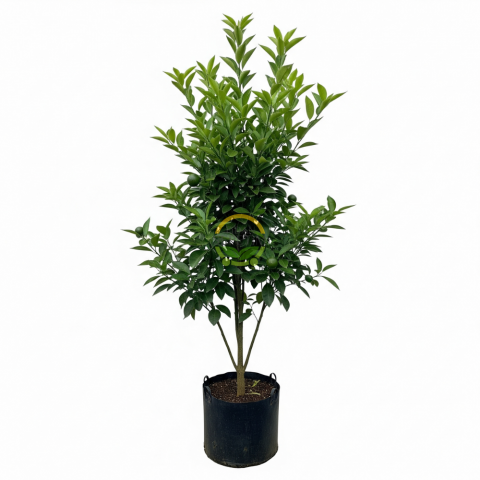 5 Yaş Aşılı Satsuma Mandalina Fidanı XL Boy