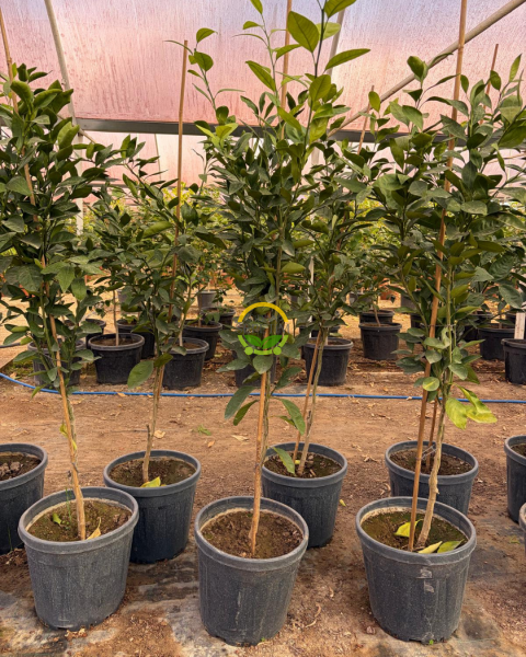 5 Yaş Aşılı Satsuma Mandalina Fidanı XL Boy