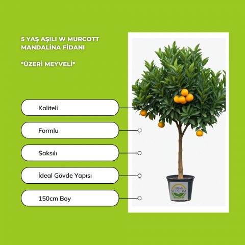 5 Yaş Aşılı W Murcott Mandalina Fidanı