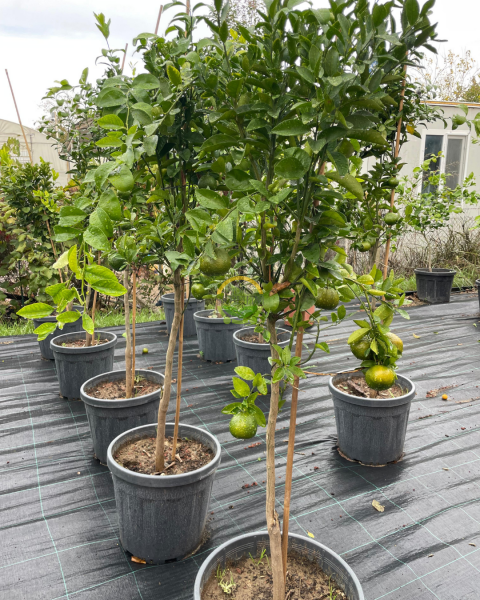 5 Yaş Aşılı W Murcott Mandalina Fidanı XL Boy *ÜZERİ MEYVELİ*