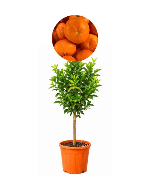 5 Yaş Aşılı W Murcott Mandalina Fidanı XL Boy