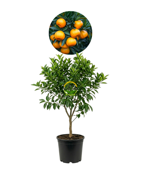5 Yaş Aşılı W Murcott Mandalina Fidanı