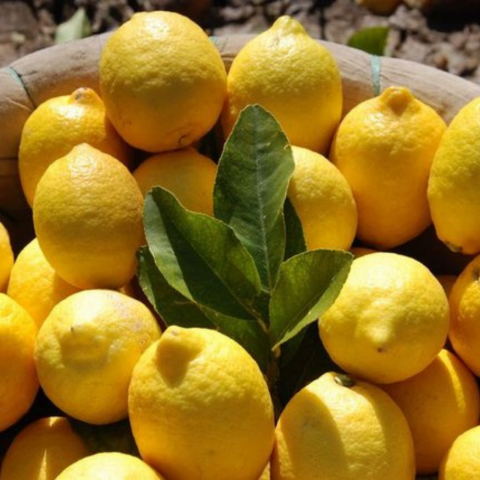 5 Yaş Aşılı 'YEDİVEREN' Kütdiken Limon Fidanı