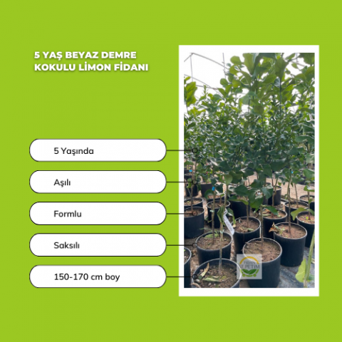 5 Yaş Beyaz Demre Kokulu Limon Fidanı