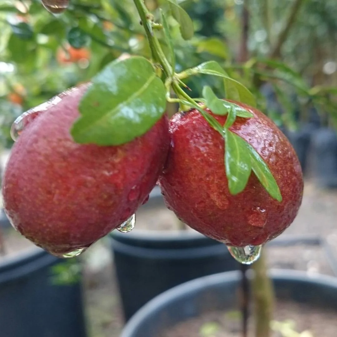5 Yaş Blood Lime Fidanı *ÜZERİ MEYVELİ*