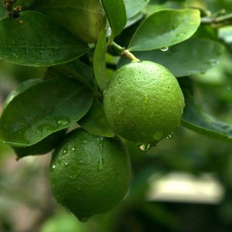 5 Yaş Bodur Misket Limonu Fidanı