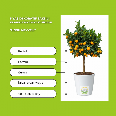 5 Yaş Dekoratif Saksılı Kumkuat(Kamkat) Fidanı