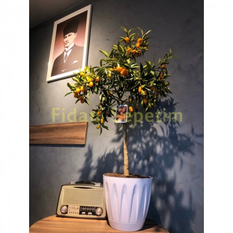 5 Yaş Dekoratif Saksılı Kumkuat(Kamkat) Fidanı 'Üzeri Meyveli'