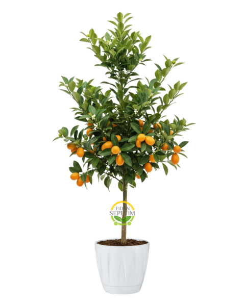 5 Yaş Dekoratif Saksılı Kumkuat(Kamkat) Fidanı 'Üzeri Meyveli'