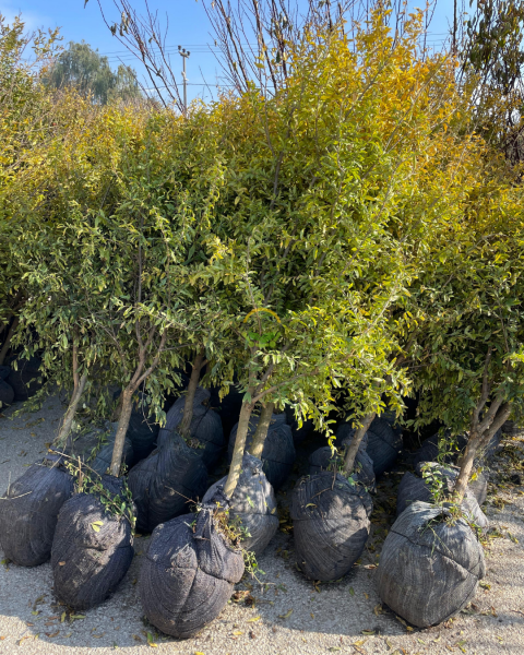 5 Yaş Deve Dişi Nar Fidanı 'Rootball'