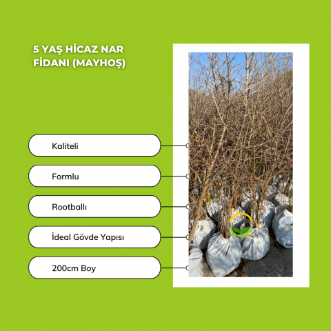 5 Yaş Hicaz Nar Fidanı (Mayhoş)