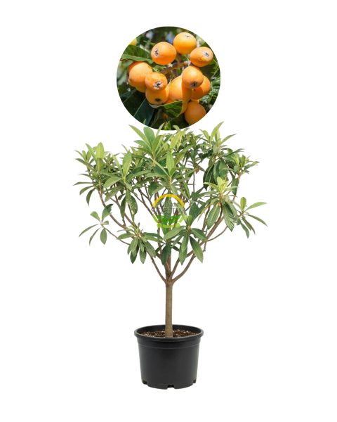 5 Yaş Malta Erik Fidanı (Yeni Dünya)