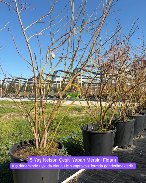 5 Yaş Nelson Çeşiti Yaban Mersini Fidanı