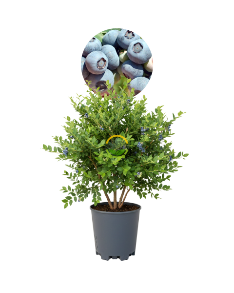 5 Yaş Nelson Çeşiti Yaban Mersini Fidanı