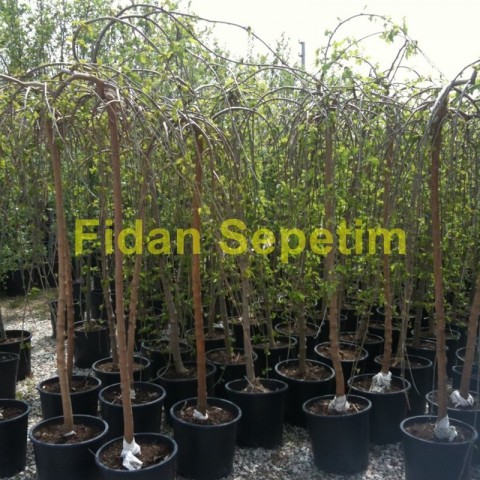 5 Yaş Paraşüt Ters Dut Fidanı