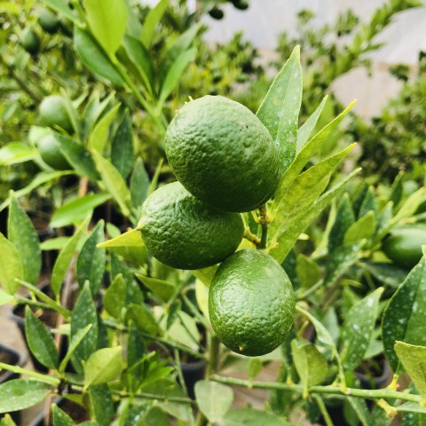3 Yas Bergamot Fidani
